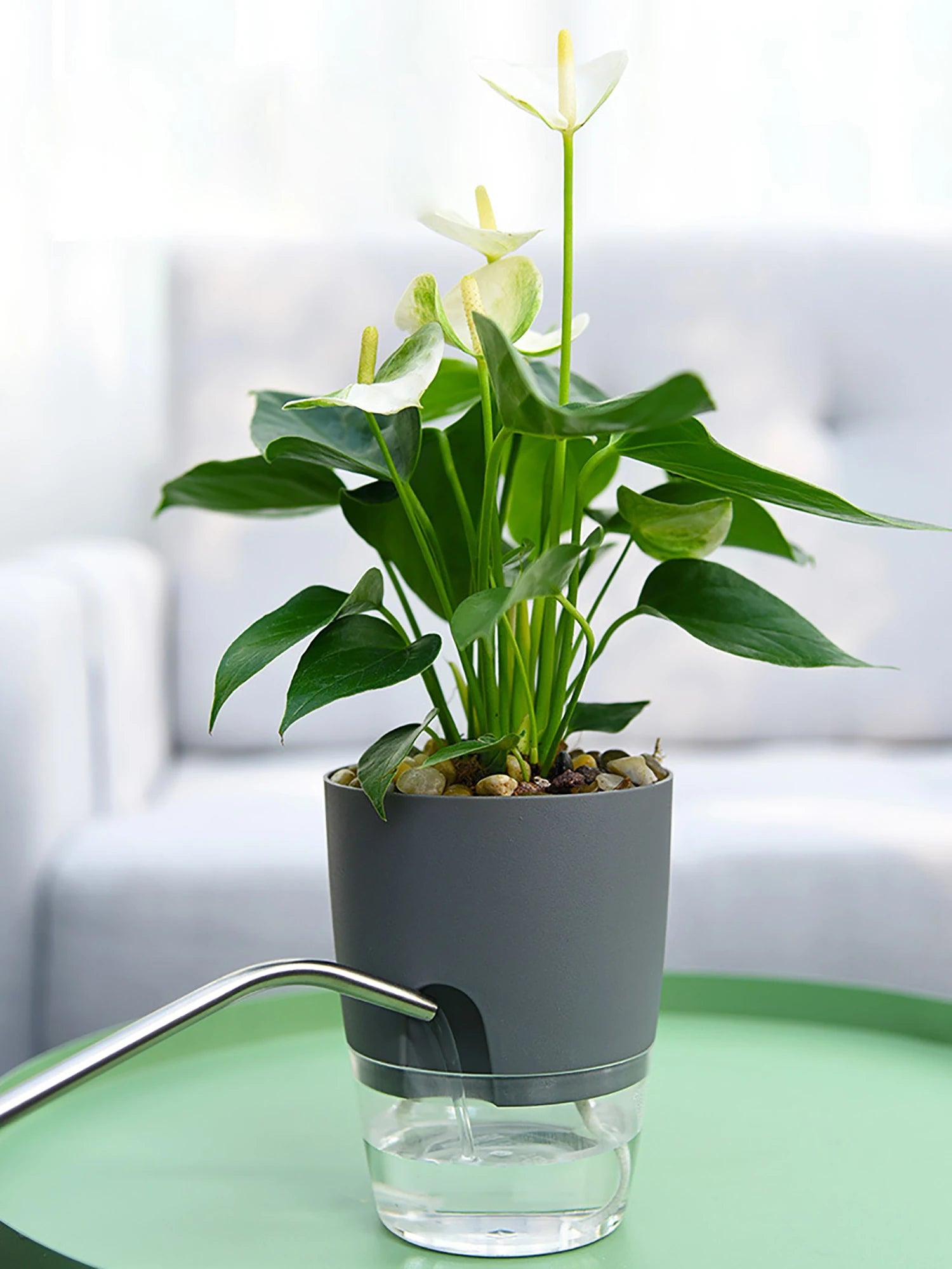 Self-Watering Hydroponic Flower Pot for Soilless Plant Growing