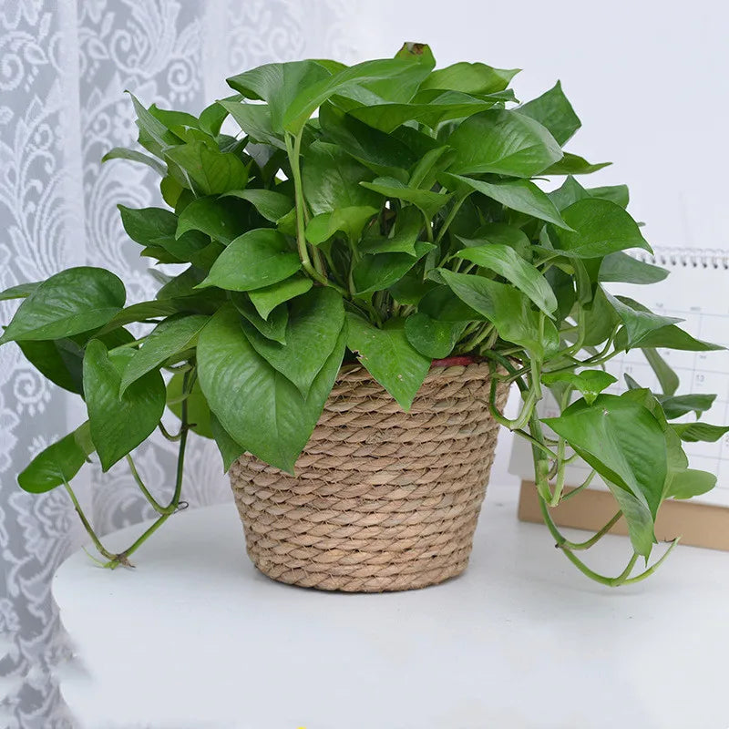Woven Straw Plant Pot Cover Basket for Indoor &amp; Outdoor Plants