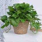 Woven Straw Plant Pot Cover Basket for Indoor &amp; Outdoor Plants