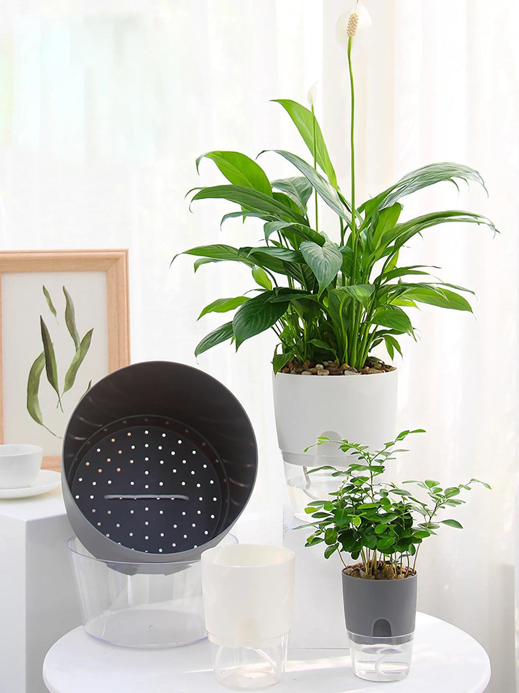 Self-Watering Hydroponic Flower Pot for Soilless Plant Growing